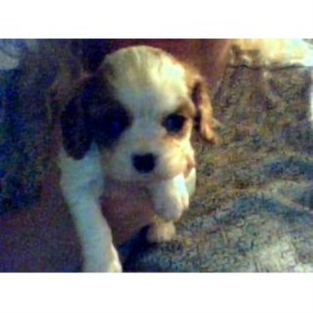 Cavalier King Charles Spaniel in New York