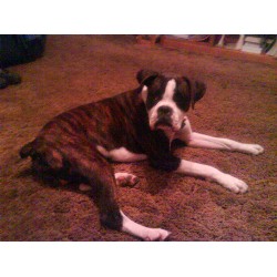 Boxer Stud in Oklahoma City, Oklahoma
