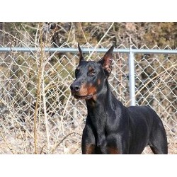 Doberman Pinscher Breeder in Collins, Missouri