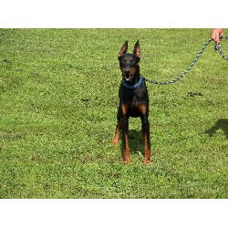 Doberman Pinscher in Missouri picture 2