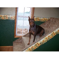 Doberman Pinscher breeder in Missouri picture 2