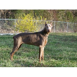 Doberman Pinscher breeder in Collins Missouri