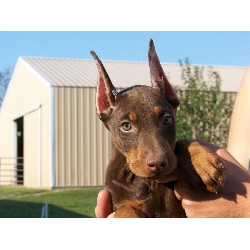 Doberman Pinscher in Missouri