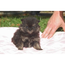 Pomeranian Breeder in Evansville, Indiana