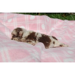 Pomeranian Breeder in Evansville, Indiana