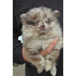 Pomeranian Breeder in Evansville, Indiana