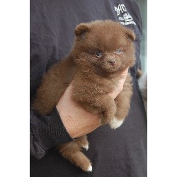Pomeranian Breeder in Evansville, Indiana