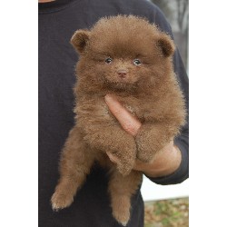 Pomeranian Breeder in Evansville, Indiana