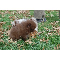Pomeranian breeder in Indiana picture 2