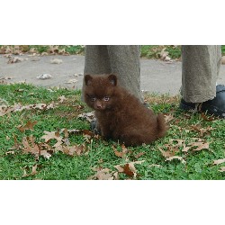 Pomeranian in Indiana