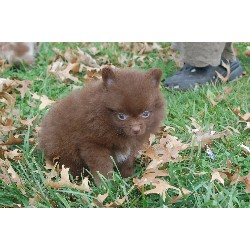 Pomeranian breeder in Evansville Indiana