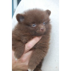 Pomeranian Breeder in Evansville, Indiana