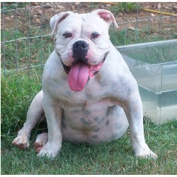 English Bulldog Stud in Mattawan , Michigan