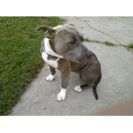 APBT in North Carolina picture 2