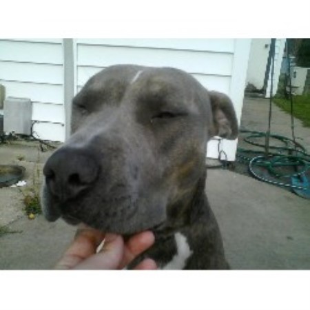 APBT breeder in North Carolina picture 2