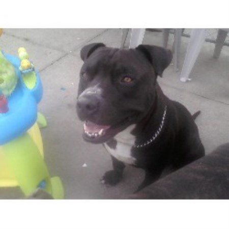 American Pit Bull Terrier breeder in Jacksonville North Carolina