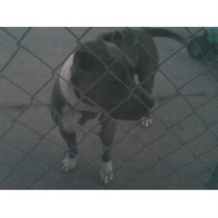 APBT in North Carolina