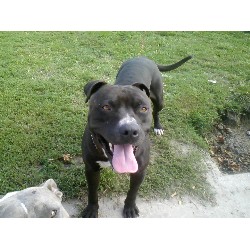 American Pit Bull Terrier Stud in Jacksonville, North Carolina