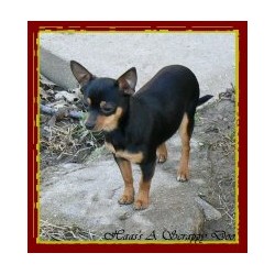 Chihuahua Stud in North Liberty, Indiana