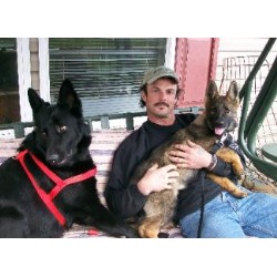 GSD,Alsatian breeder in Ohio picture 2