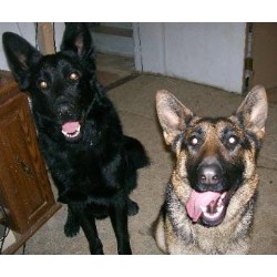 German Shepherd Dog Breeder in Lewisville, Ohio