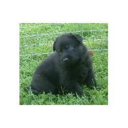 GSD,Alsatian in Ohio