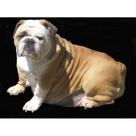 English Bulldog Breeder in Massillon, Ohio
