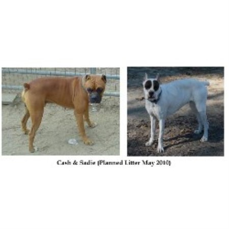 Boxer breeder in South Carolina picture 2