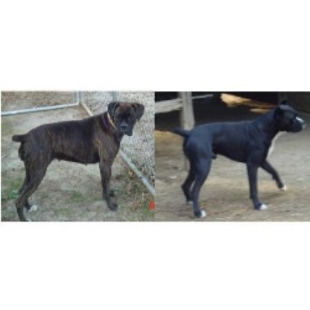 Boxer breeder in Timmonsville South Carolina