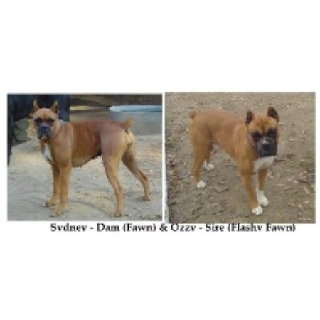 Boxer in South Carolina