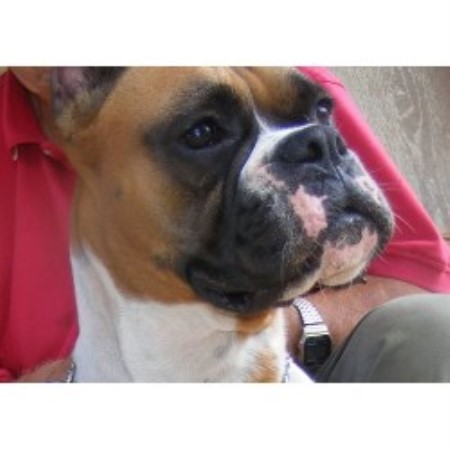 Boxer breeder in Texas picture 2