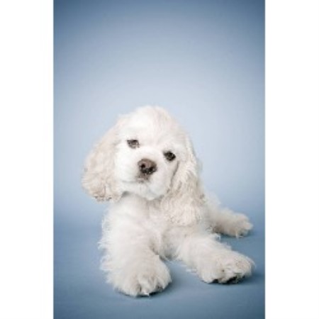American Cocker Spaniel breeder in Nevada Missouri