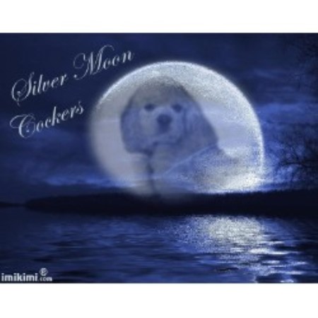 American Cocker Spaniel Breeder in Nevada, Missouri
