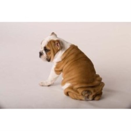 English Bulldog breeder in Columbia Falls Montana