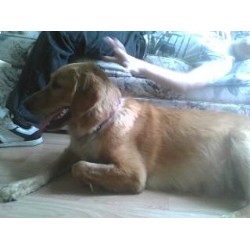 Golden Retriever in Utah