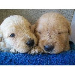 Golden Retriever breeder in Riverton Utah