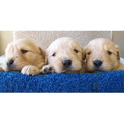 Golden Retriever Breeder in Riverton, Utah