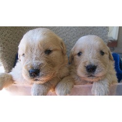 Golden Retriever breeder in Utah picture 2