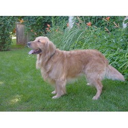 Golden Retriever in Utah picture 2