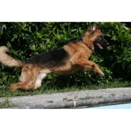 GSD,Alsatian in Florida