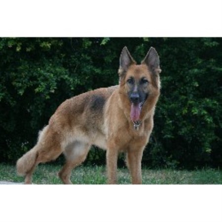 GSD,Alsatian in Florida picture 2