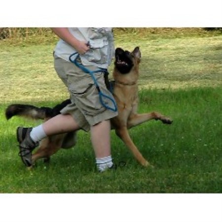 German Shepherd Dog breeder in Hollywood Florida