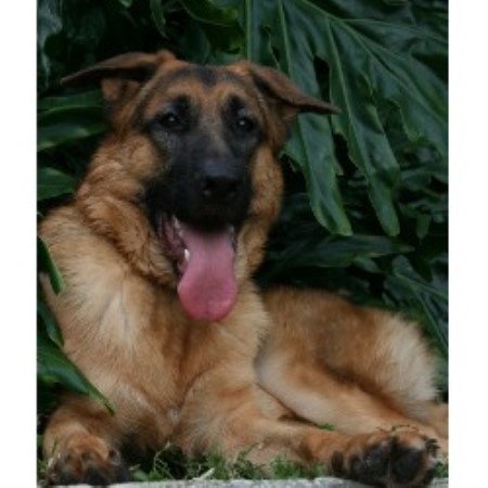 GSD,Alsatian breeder in Florida picture 2