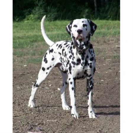 dalmatian puppies for sale in illinois dalmatian breeders in the usa and canada freedoglistings page 2 dalmatian puppies for sale in illinois dalmatian breeders in the usa and canada freedoglistings page 2