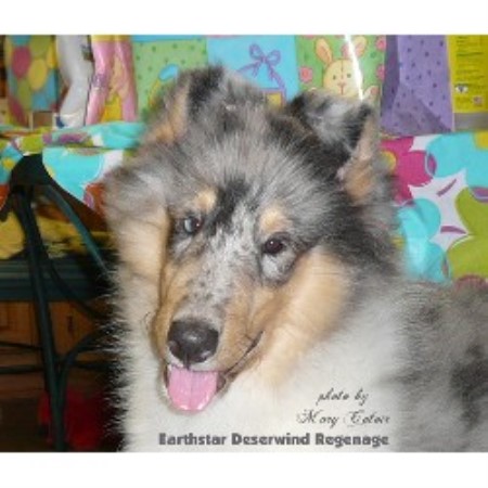 Collie breeder in Louisiana picture 2