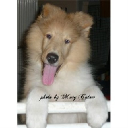 Collie breeder in Covington Louisiana