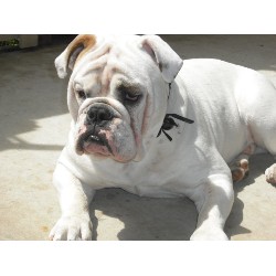 English Bulldog Stud in Honolulu, Hawaii