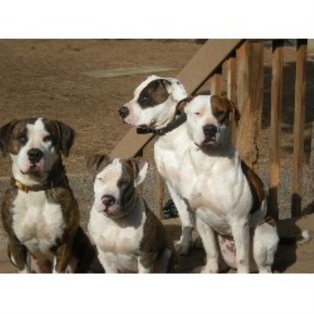 American Bulldog breeder in Oregon