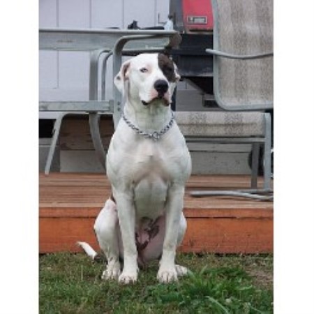 American Bulldog in Oregon picture 2