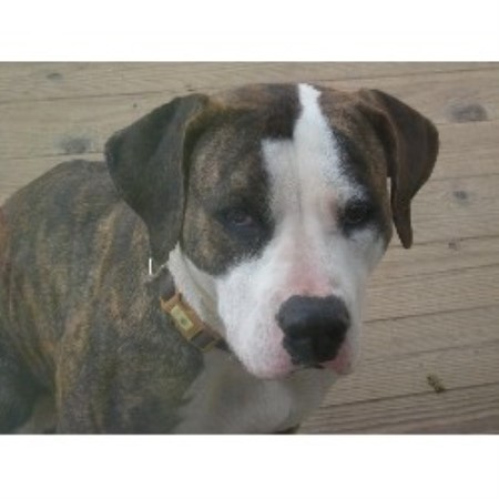 American Bulldog in Oregon